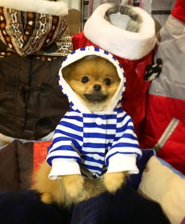 PomeranianBoo BooDog Yavru köpek
