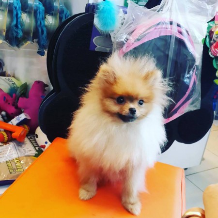 PomeranianBoo BooDog Yavru köpek
