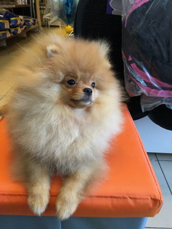 PomeranianBoo BooDog Yavru köpek