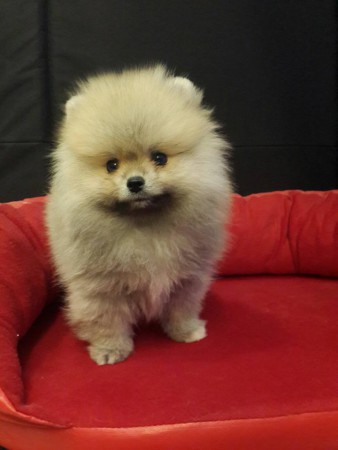 PomeranianBoo BooDog Yavru köpek