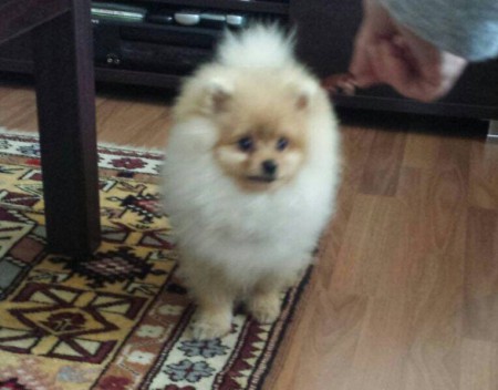 PomeranianBoo BooDog Yavru köpek