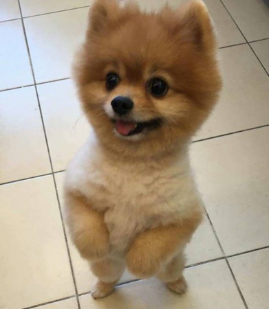 PomeranianBoo BooDog Yavru köpek