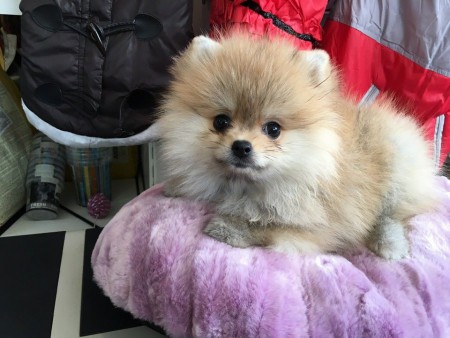 PomeranianBoo BooDog Yavru köpek