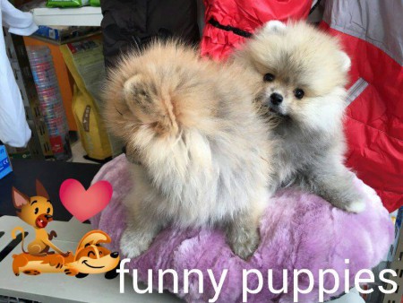 PomeranianBoo BooDog Yavru köpek