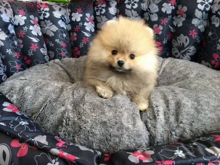 PomeranianBoo BooDog Yavru köpek