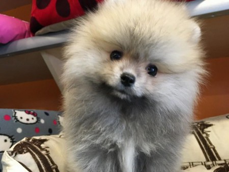 PomeranianBoo BooDog Yavru köpek
