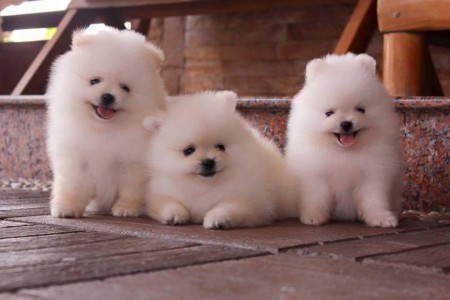 PomeranianBoo BooDog Yavru köpek