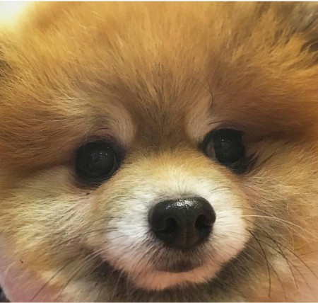 PomeranianBoo BooDog Yavru köpek