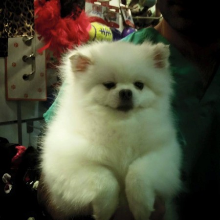 PomeranianBoo BooDog Yavru köpek