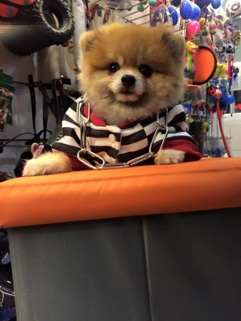 PomeranianBoo BooDog Yavru köpek