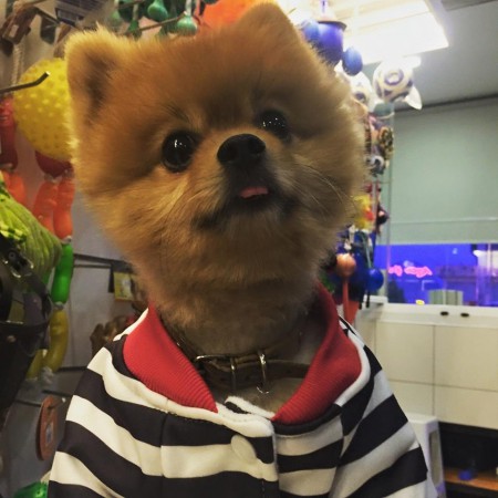 PomeranianBoo BooDog Yavru köpek