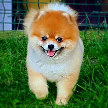 PomeranianBoo BooDog Yavru köpek