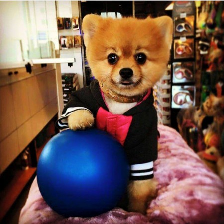 PomeranianBoo BooDog Yavru köpek
